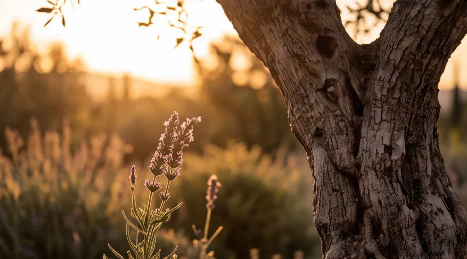 Nahaufnahme im Gegenlicht der tief stehenden Sonne: blühender Lavendel vor dem zerfurchten Stamm eines alten Olivenbaums.